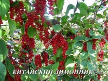 Китайский лимонник