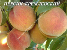 Персик Кремлевский Персик Кремлевский
