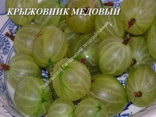 Крыжовник Медовый