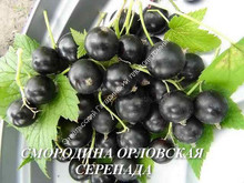 Смородина Орловская серенада