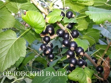 Смородина ОРЛОВСКИЙ ВАЛЬС
