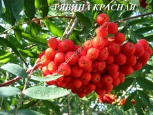 Рябина красная