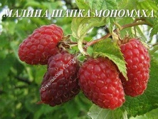 Малина Шапка Мономаха