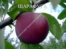Слива Шарафуга