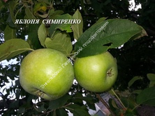 Яблоня Симиренко