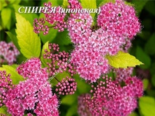 Спирея японская