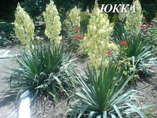Юкка