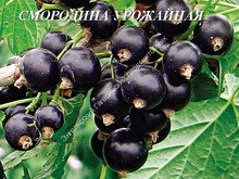 Смородина Урожайная Смородина Урожайная