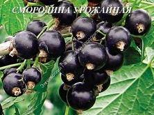 Смородина Урожайная