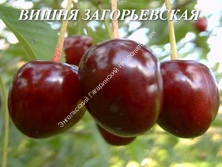 Вишня Загорьевская