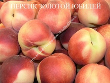 Персик ЗОЛОТОЙ ЮБИЛЕЙ  