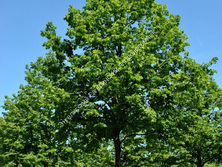 Липа широколистная (Tilia platyphyllos) Рубра