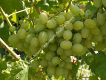 Виноград Ландыш
