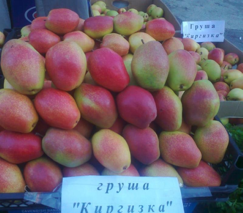 груша киргизская зимняя